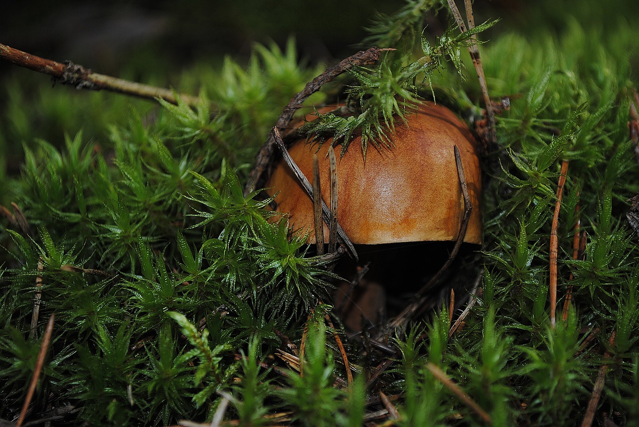 Image - mushroom forest nature plant macro