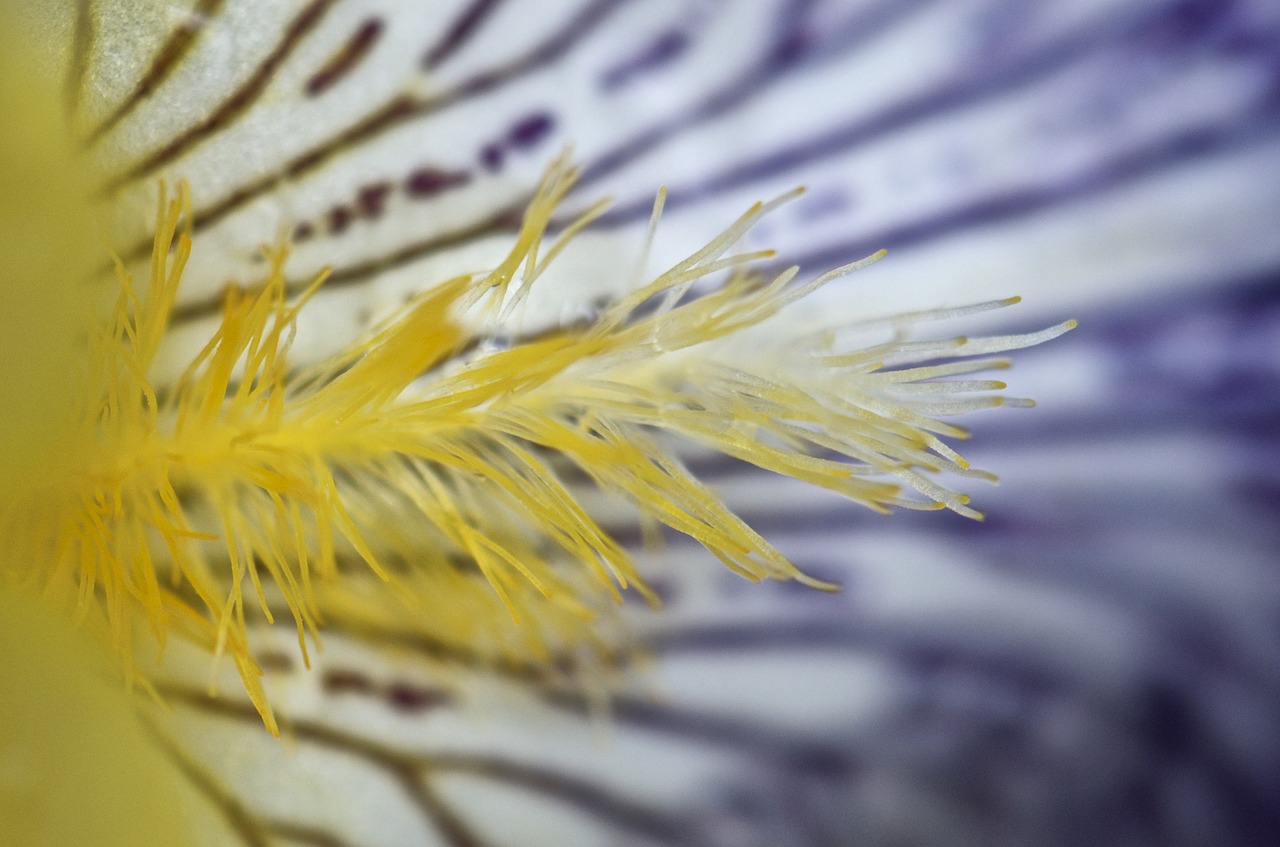 Image - flower nature summer macro pestle