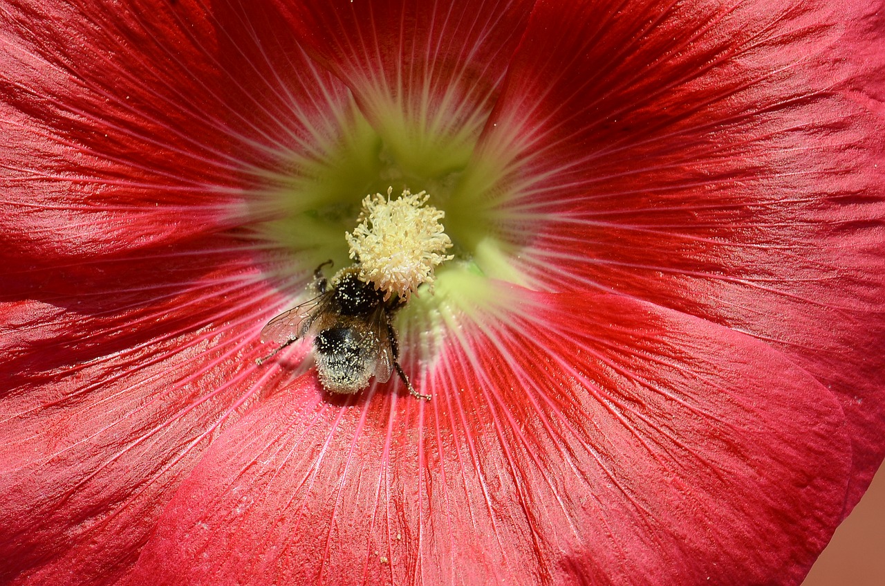 Image - hollyhock flower bee nature summer