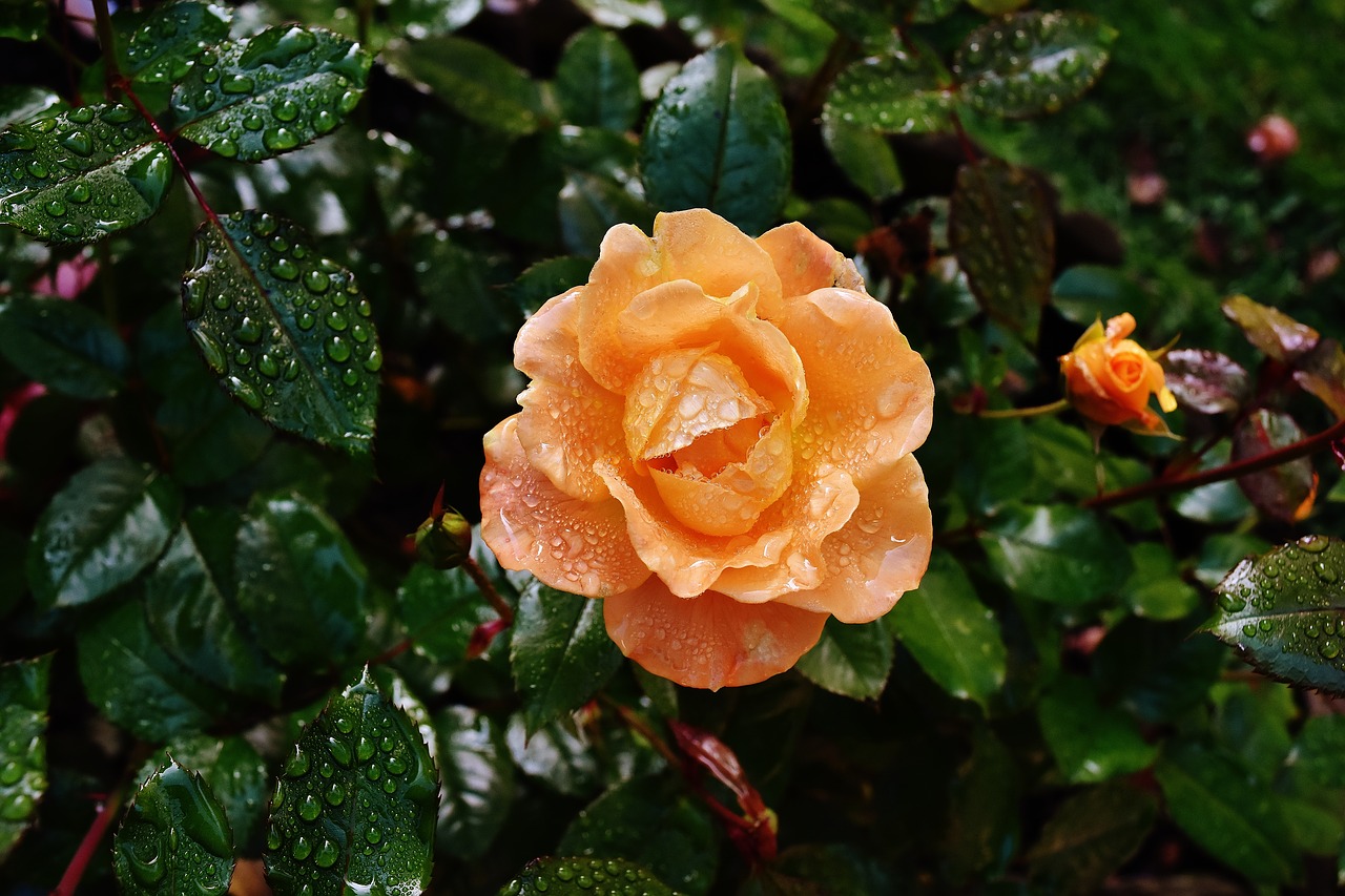 Image - rose orange color drip