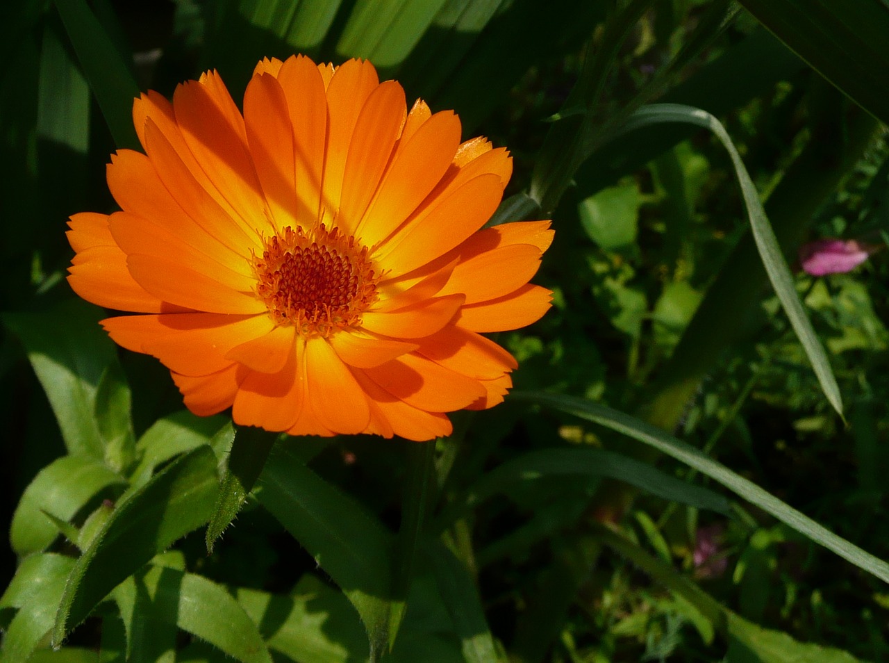 Image - calendula officinalis marigold