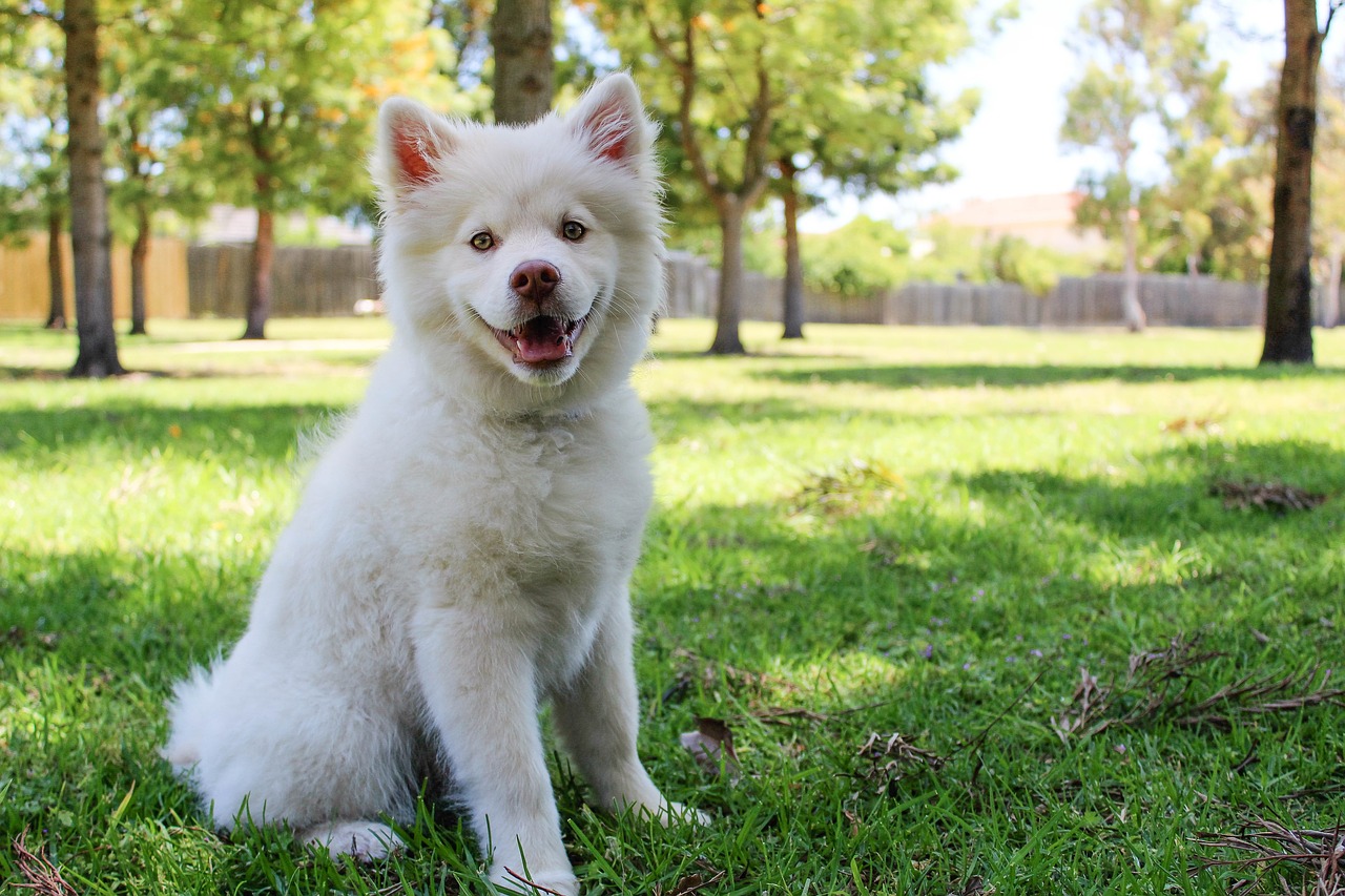 Image - dog sun summer cute puppy
