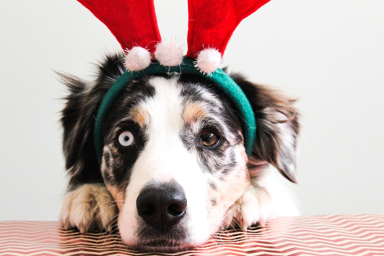 Image - christmas puppy dog christmasdog
