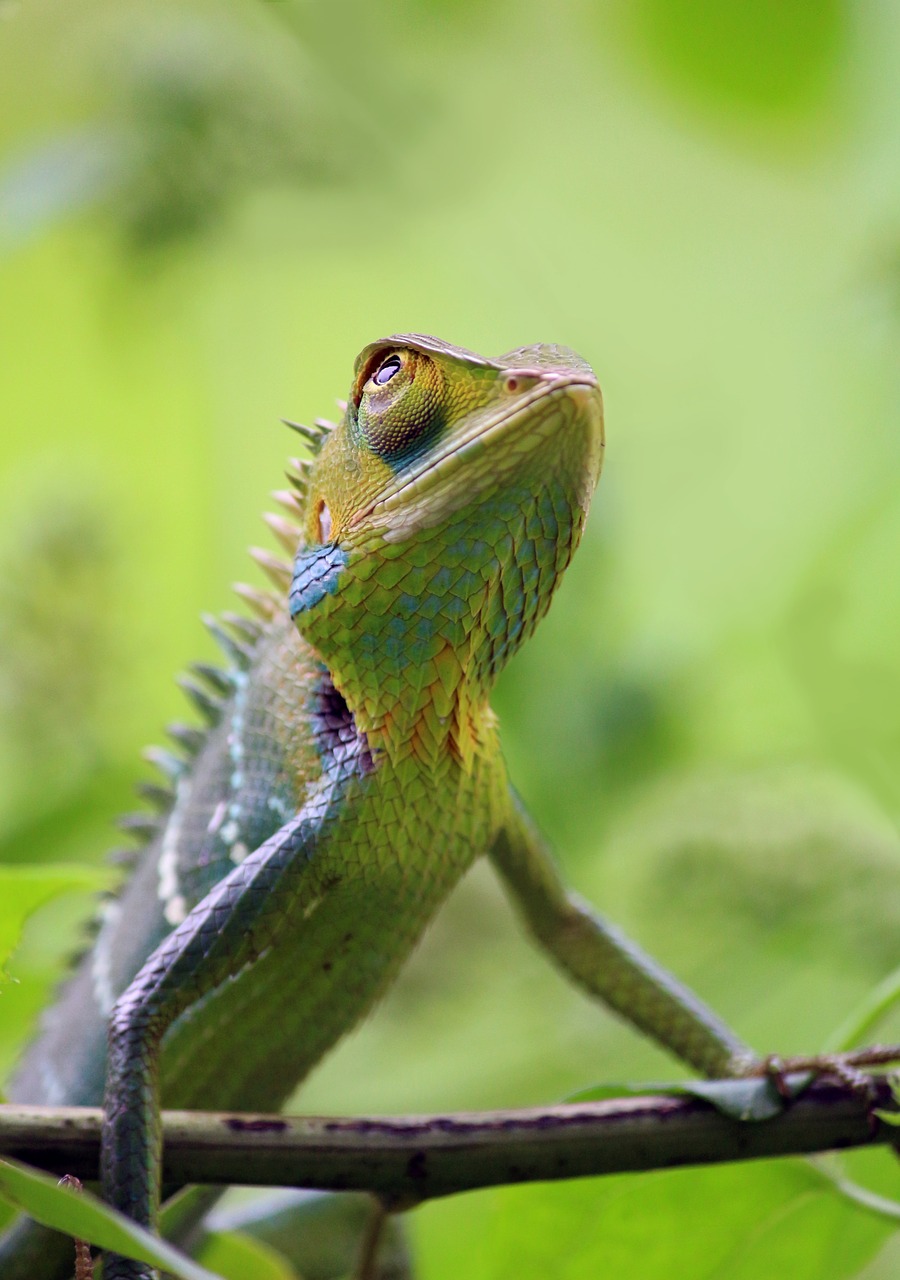 Image - chameleon animal wild wildlife