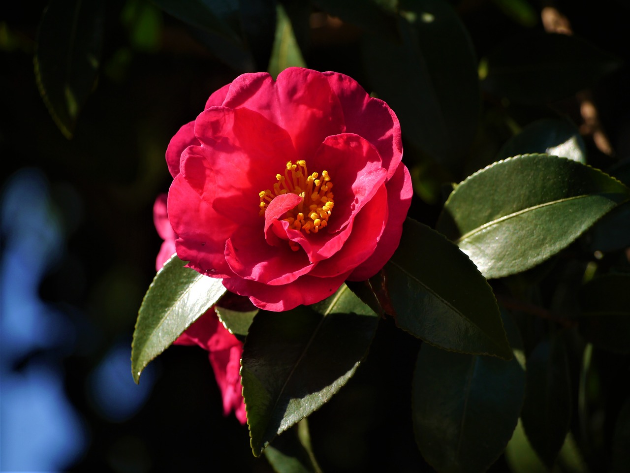 Image - camellia red yellow green branch