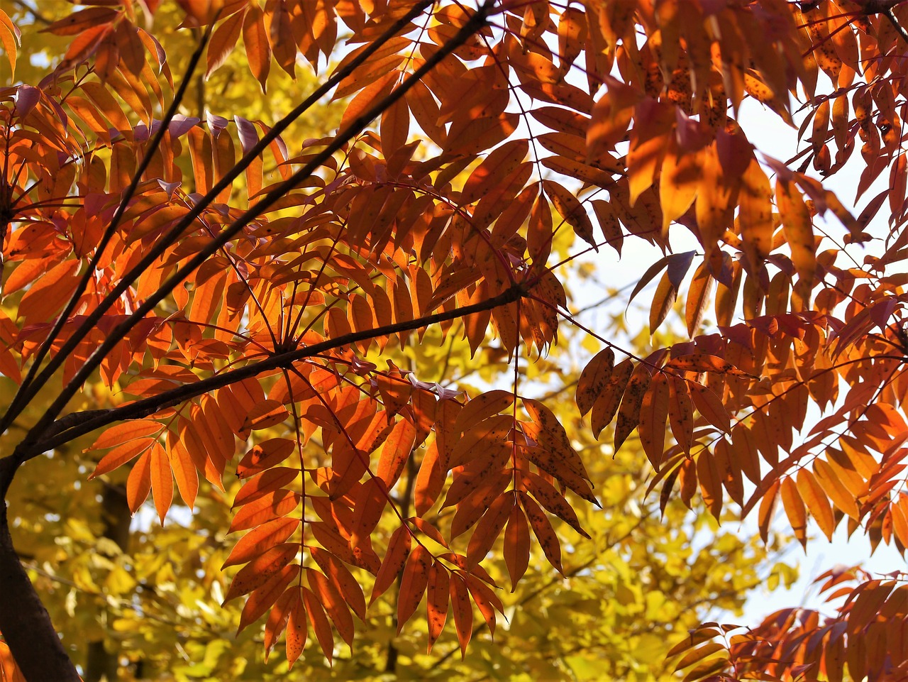 Image - yellow leaves autumnal leaves red