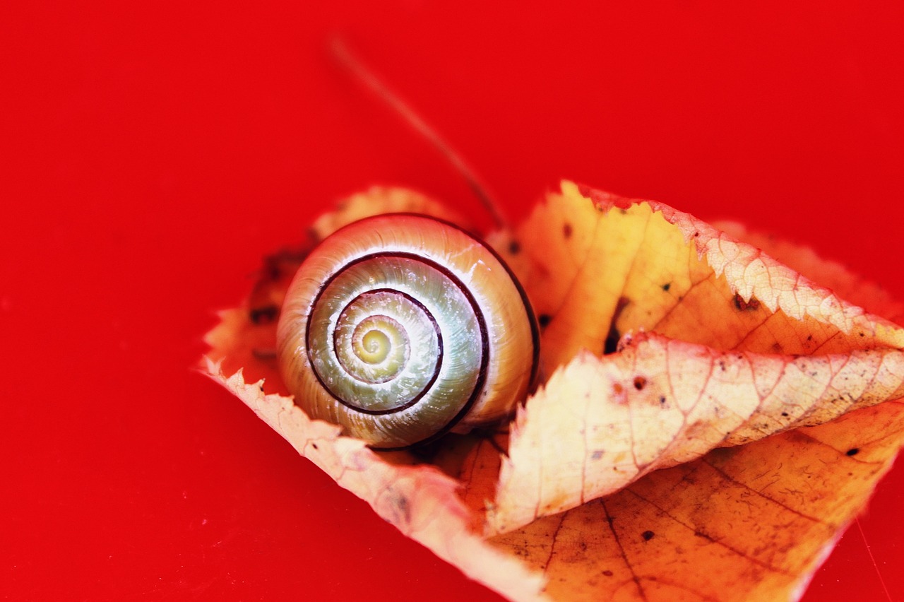 Image - snail autumn leaves fall leaves
