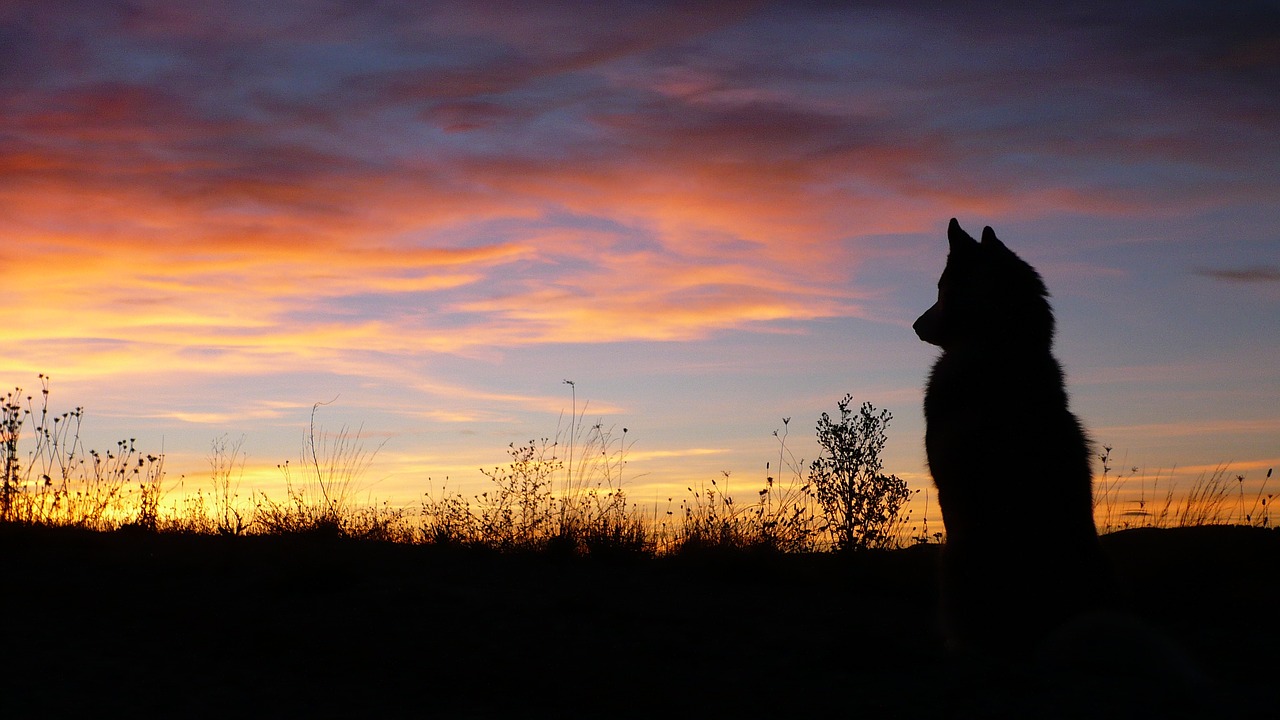 Image - dog wolf profile dog sunset animal