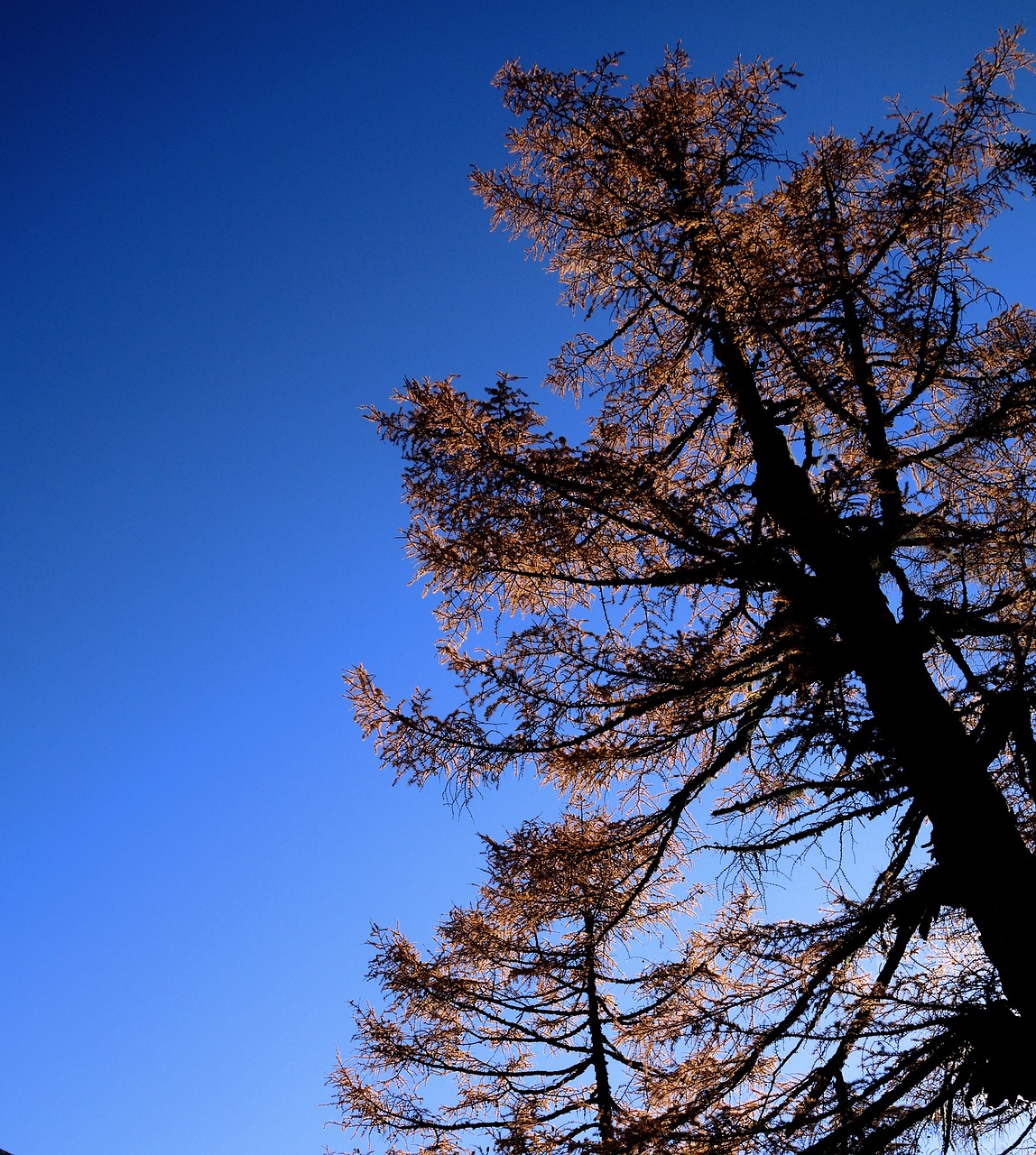 Image - blue sky the leaves figure autumn