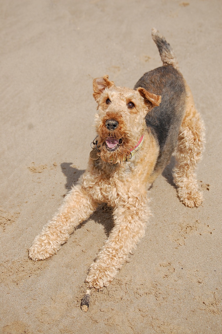 Image - airedale terrier happy beach play