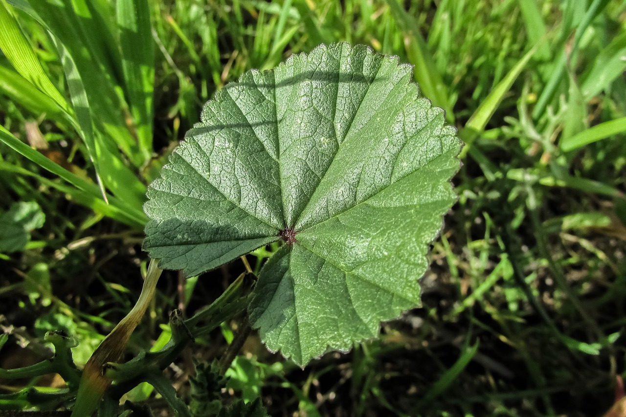 Image - marsh mallow mallow leaf nature