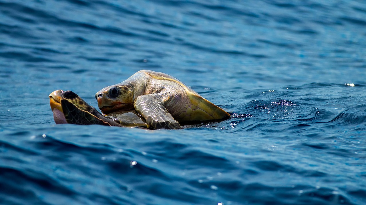 Image - turtle turtles riding on top sea