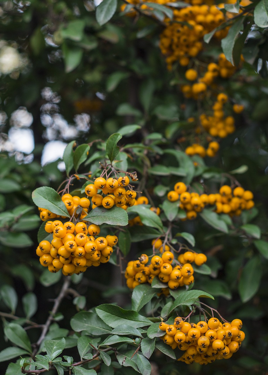 Image - berries yellow berry nature