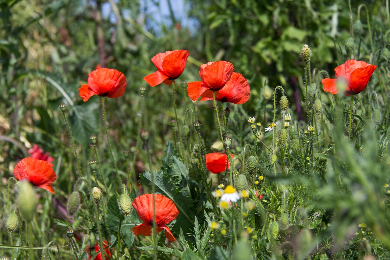 Image - background red relax poppy