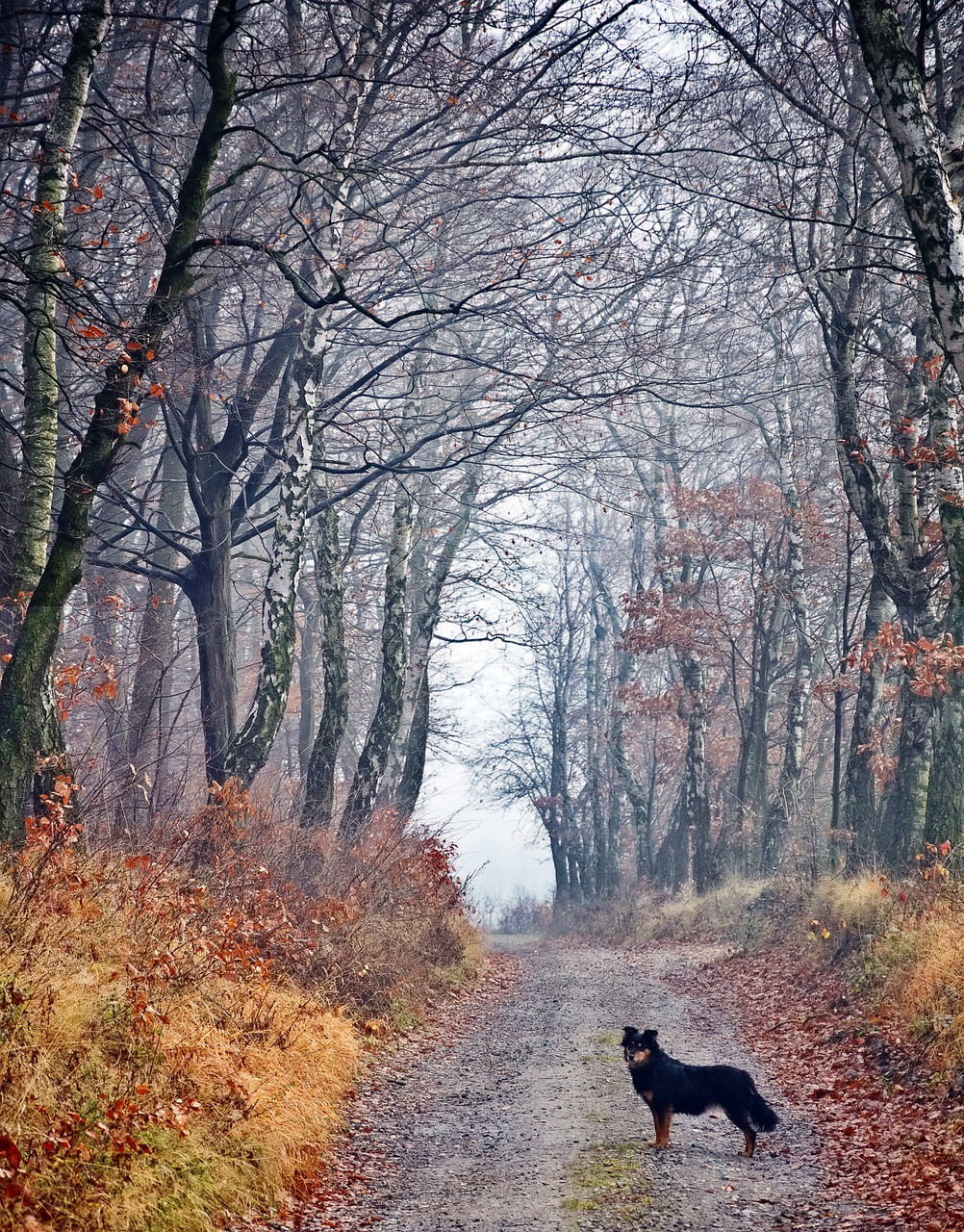 Image - forest dog spacer friend way