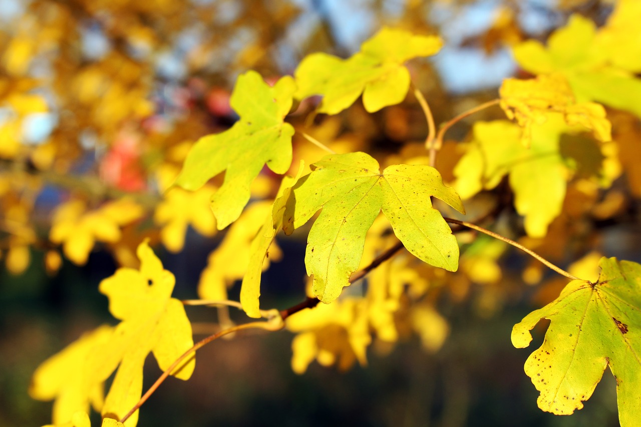 Image - leaves yellow autumn fall foliage