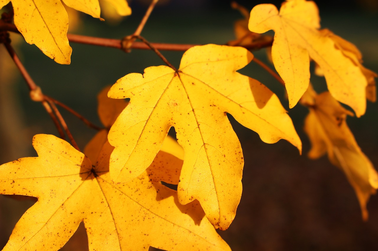 Image - leaves yellow autumn fall foliage