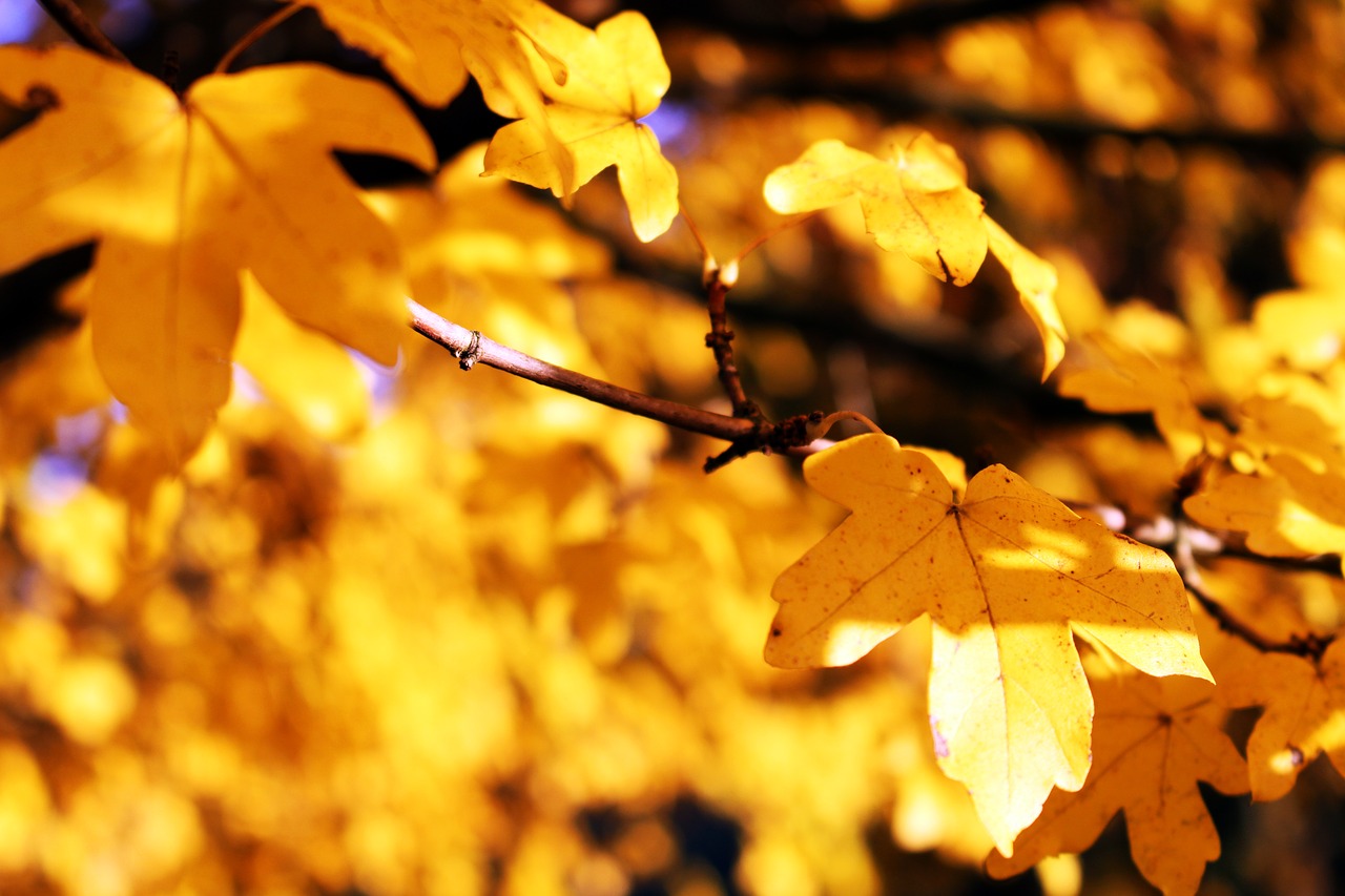 Image - leaves yellow autumn fall foliage