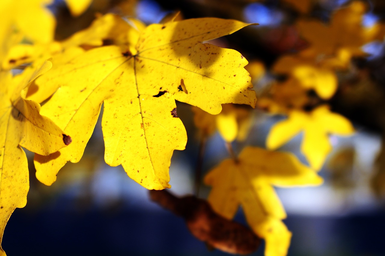 Image - leaves yellow autumn fall foliage