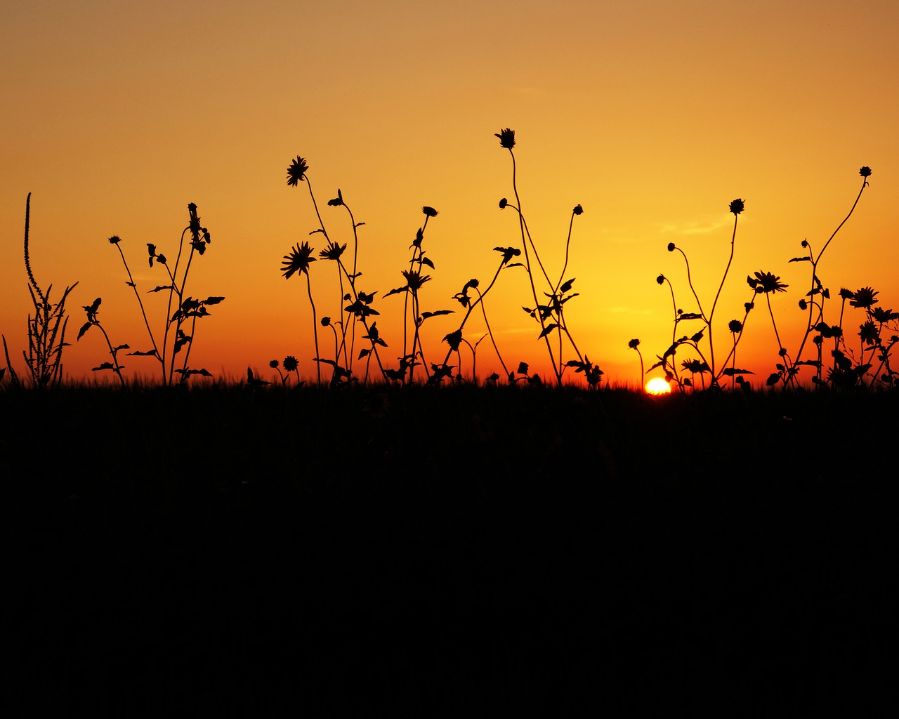 Image - sunset sun set sunrise sky nature