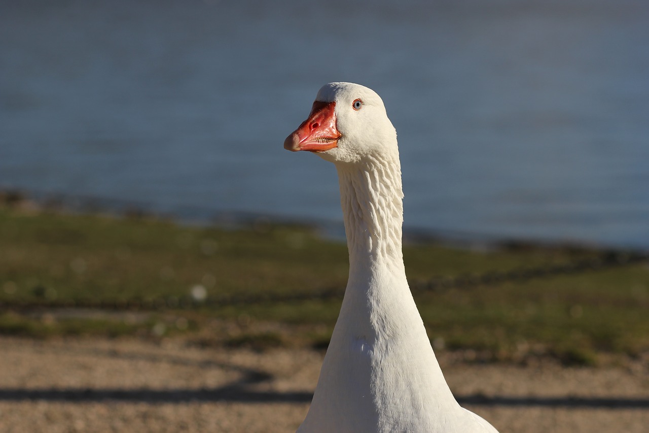 Image - geese ave animals natural nature