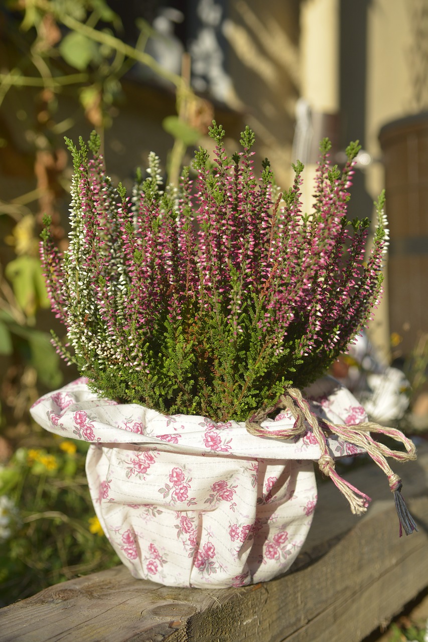 Image - heide herb erika pot white purple
