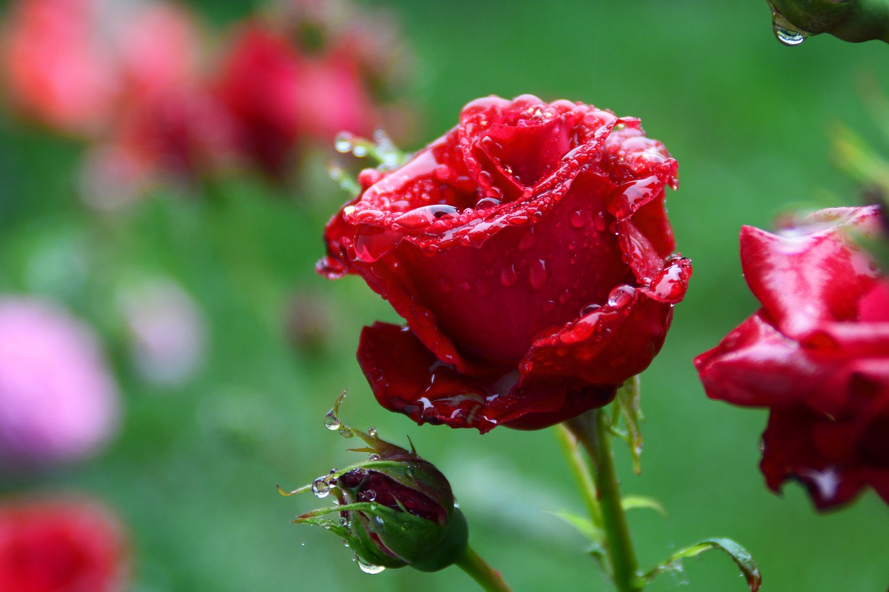 Image - rose china red dim wet drops rain