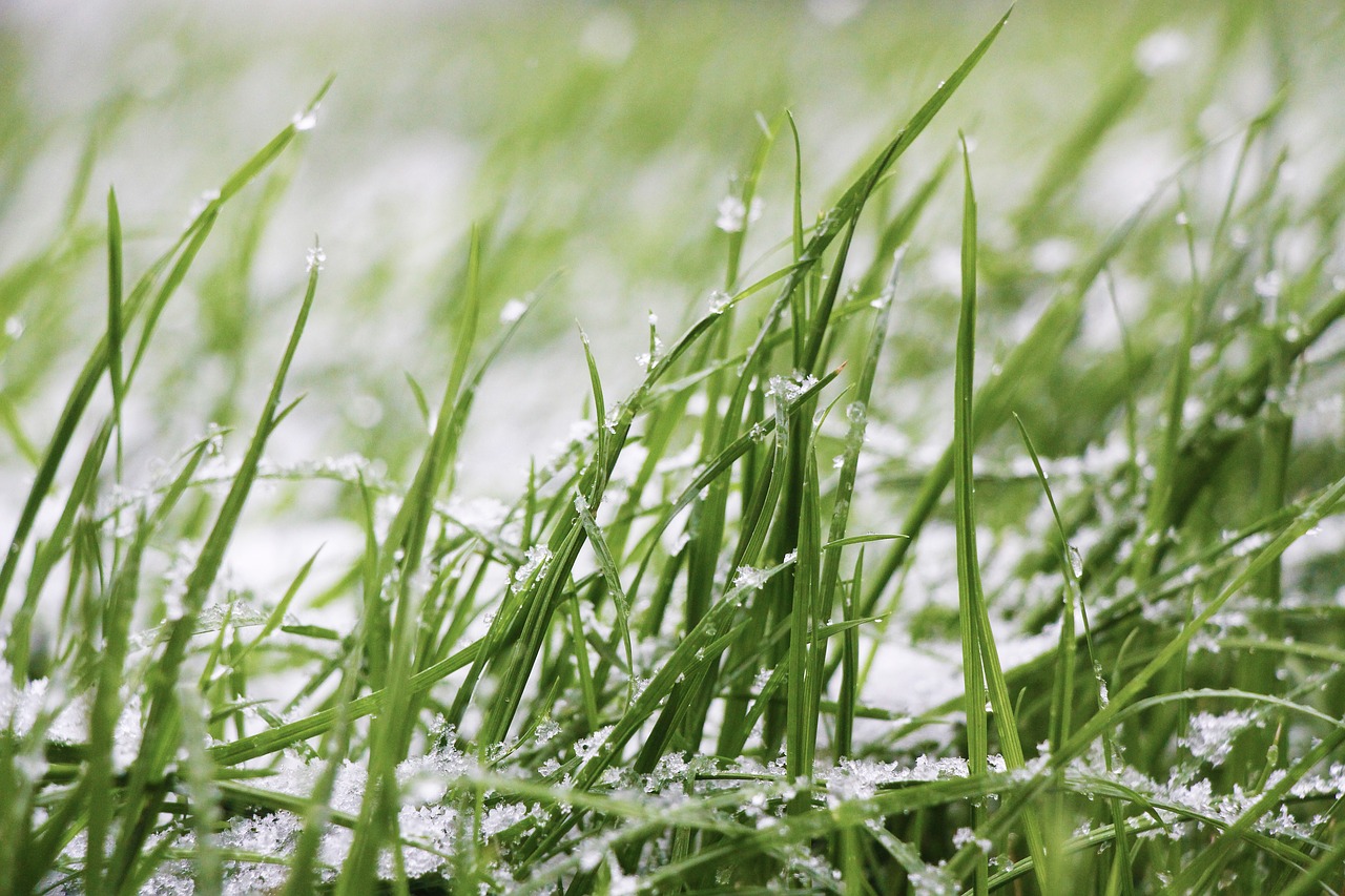 Image - grass snow lawn frozen snow storm