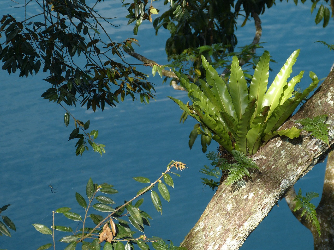 Image - landscape nature taiwan asia fern