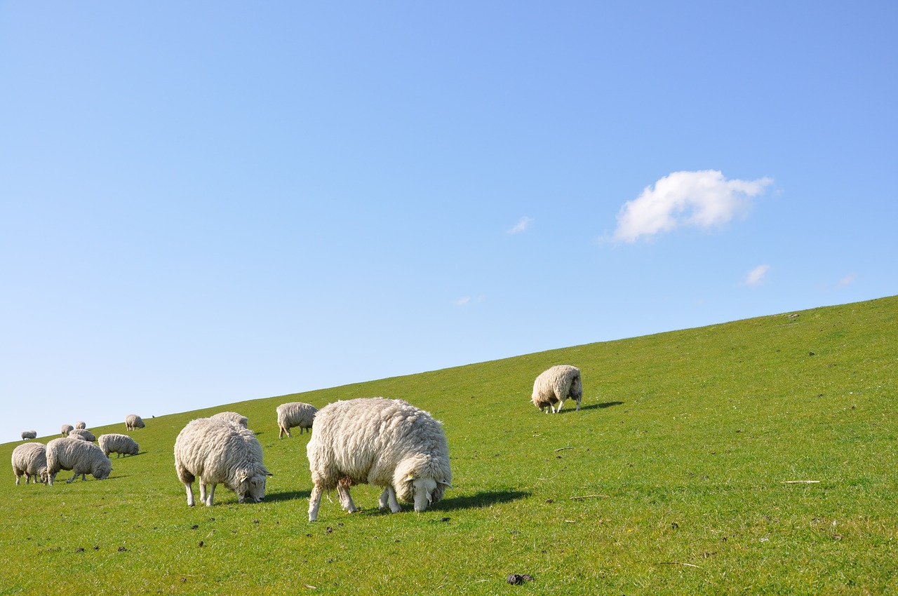 Image - sheep dike nordfriesland deichschaf