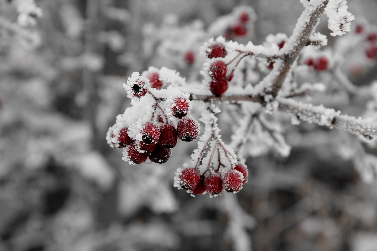 Image - berry winter cold ice plant fruit