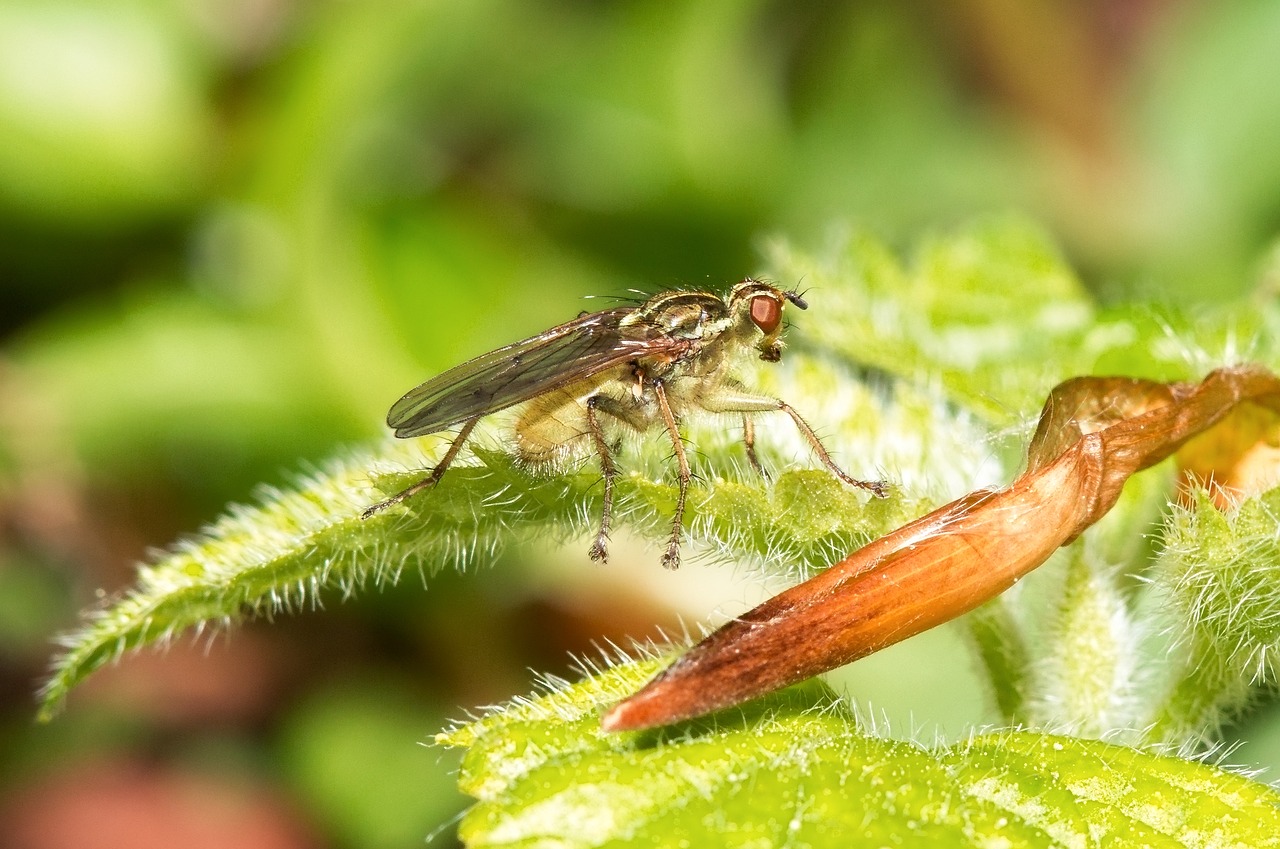 Image - macro fly nature animal green