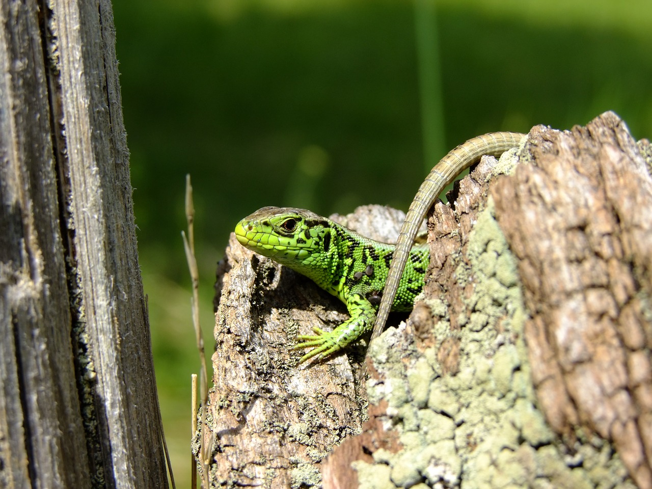 Image - lizard sand lizard nature reptile