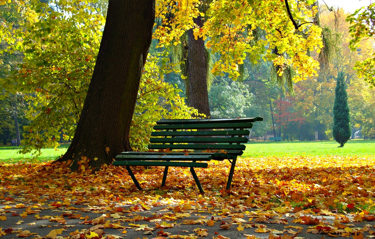 Image - autumn park foliage autumn gold