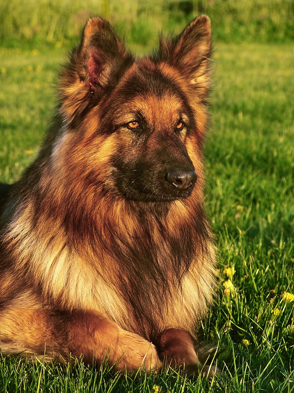 Image - dog friend german shepherd coat