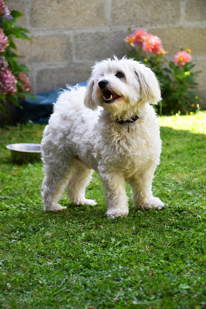 Image - dog garden white bichon fidelity