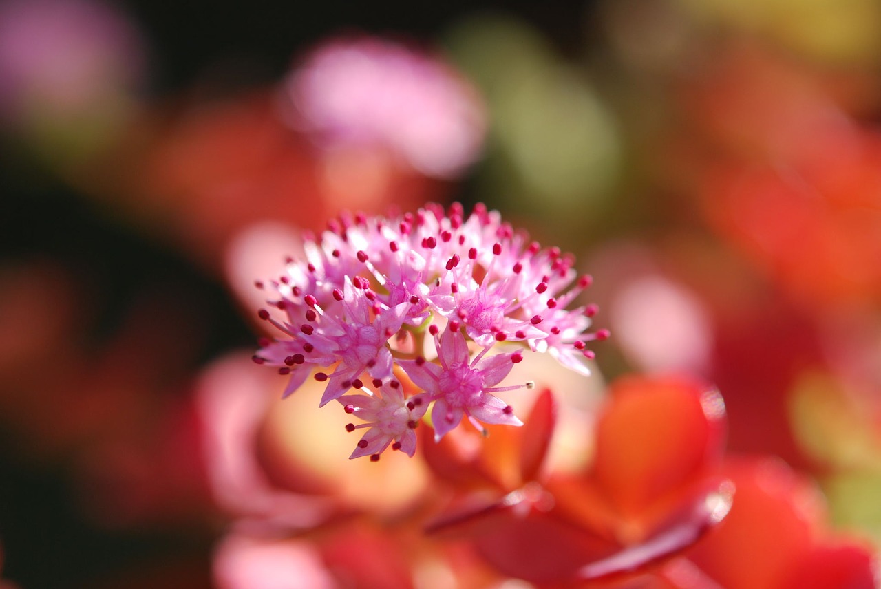 Image - sedum sieboldii blossom bloom