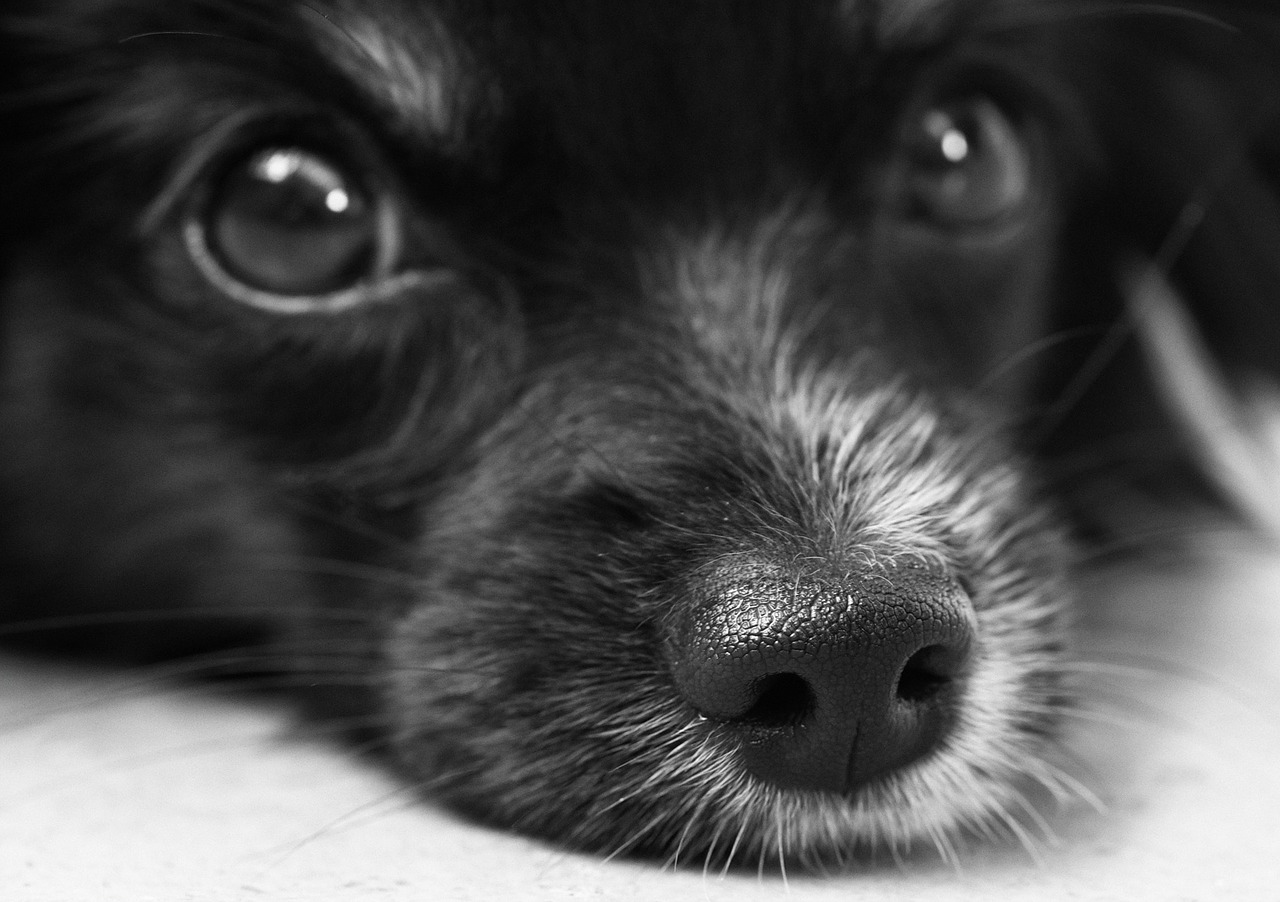 Image - dog puppy papillon eyes snout