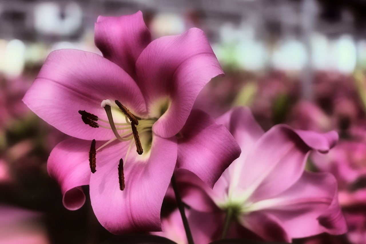 Image - lily daylily pink blossom bloom