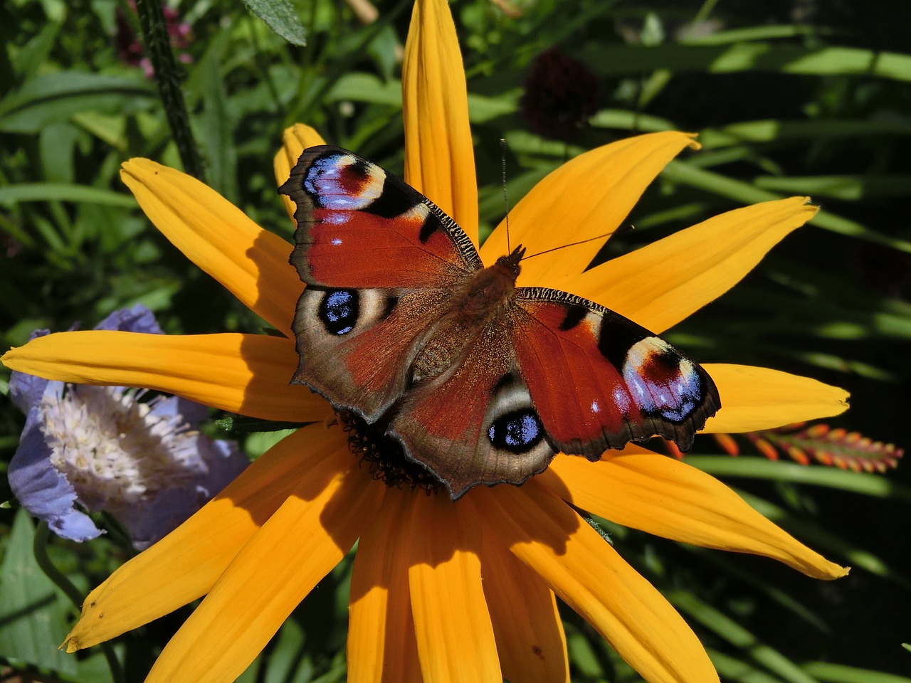 Image - peacock aglais io echinacea paradoxa