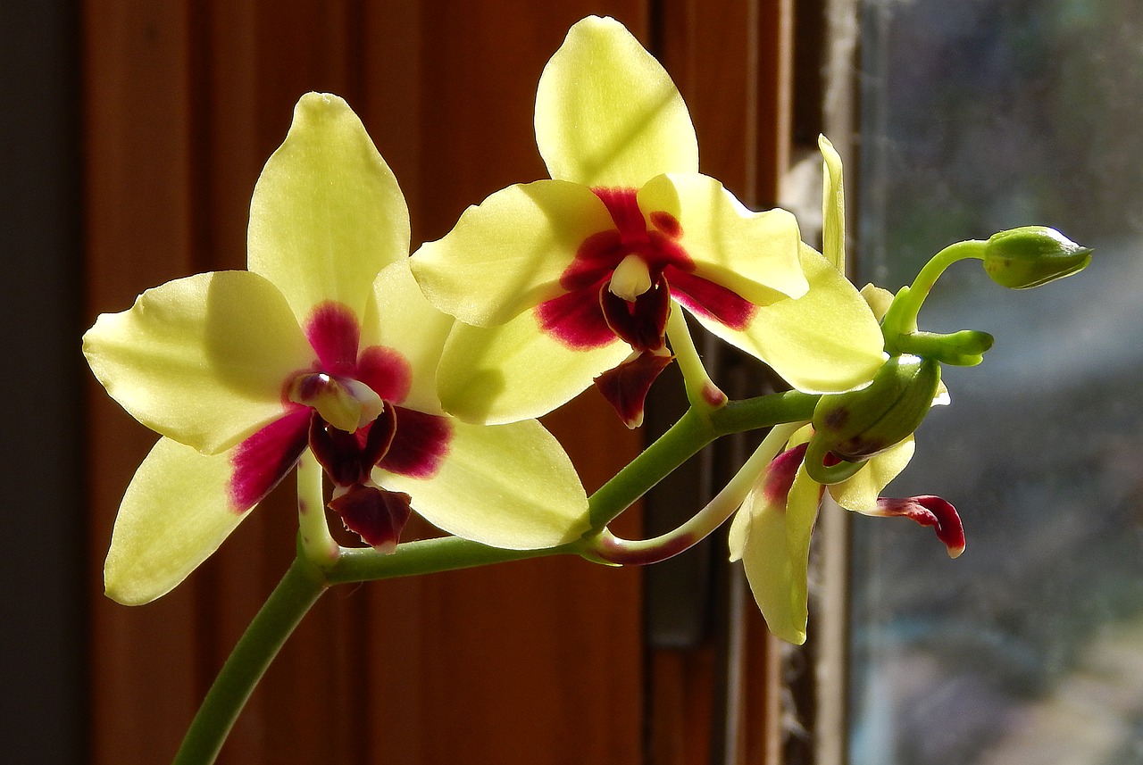 Image - hybrid phalaenopsis with buds