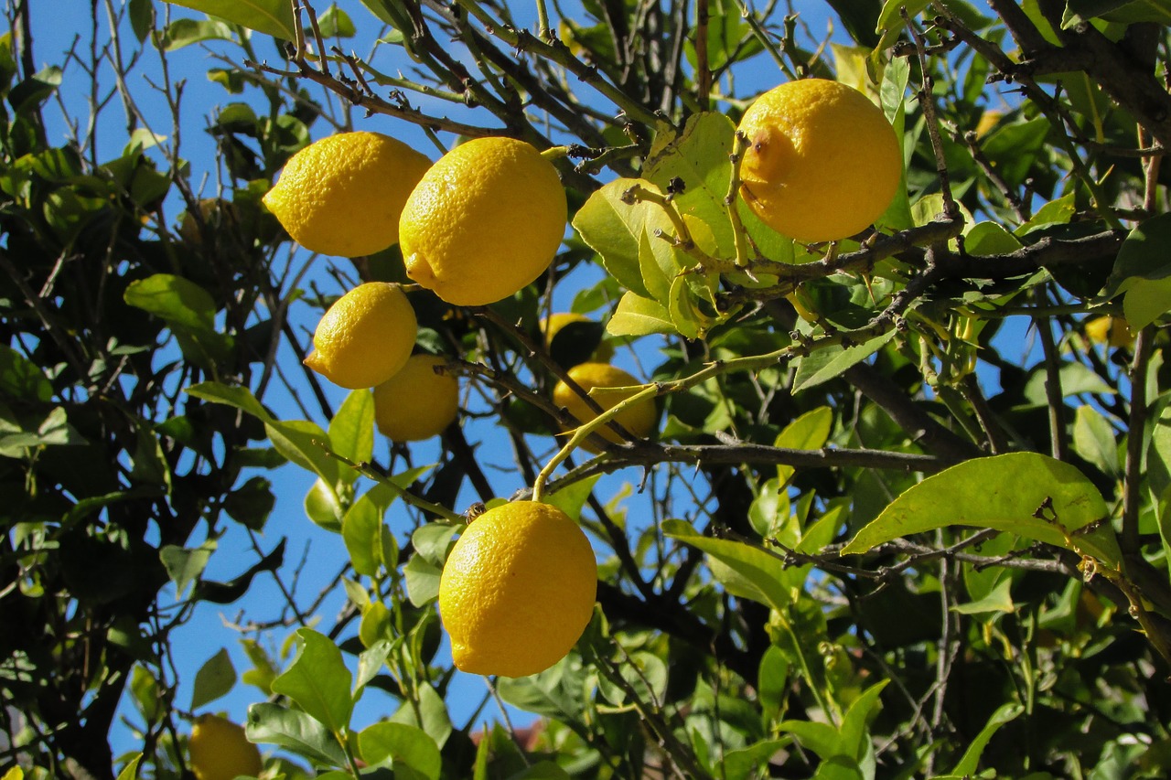 Image - lemon tree lemon tree fruit nature