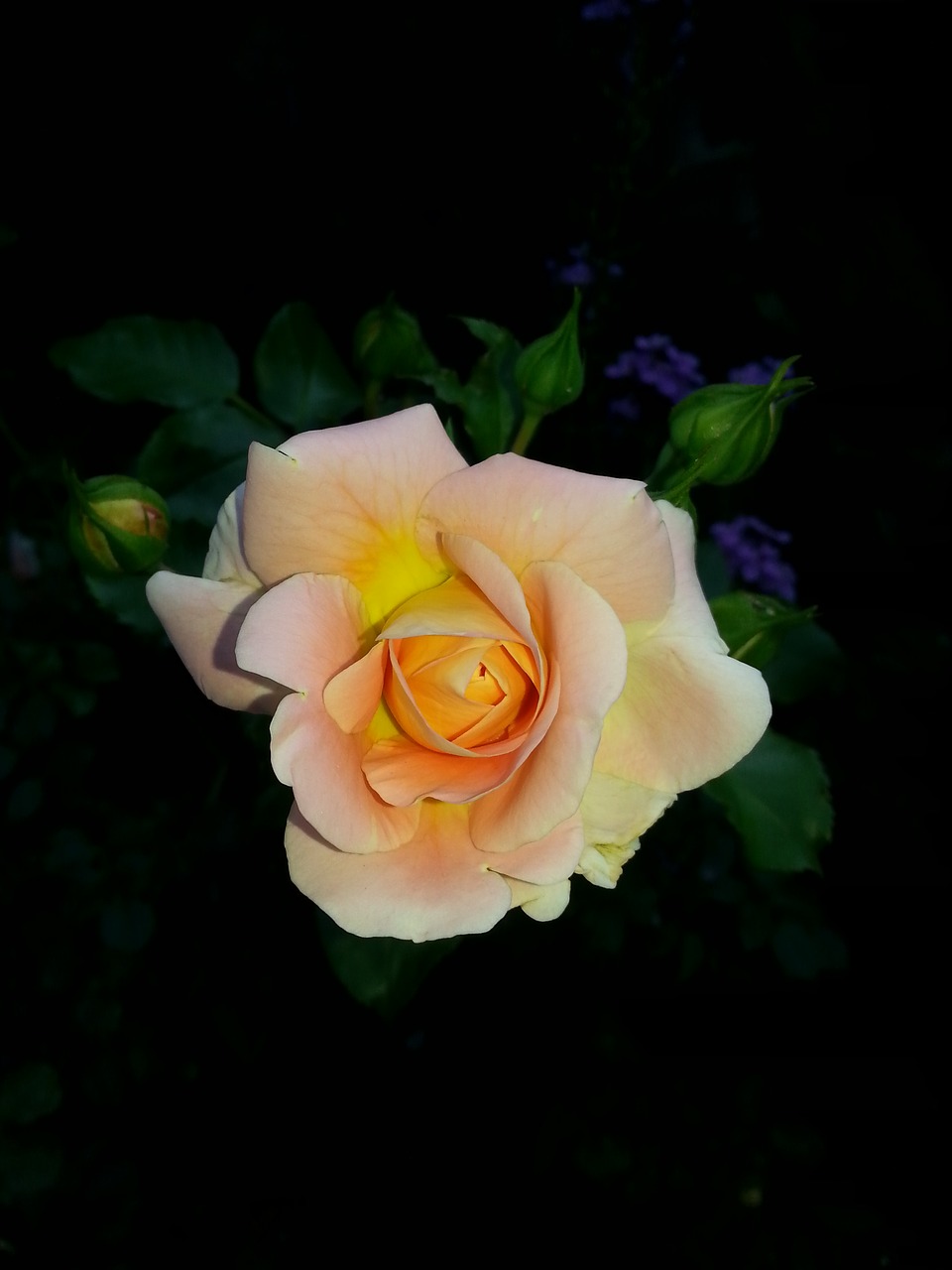 Image - rose flower salmon nature