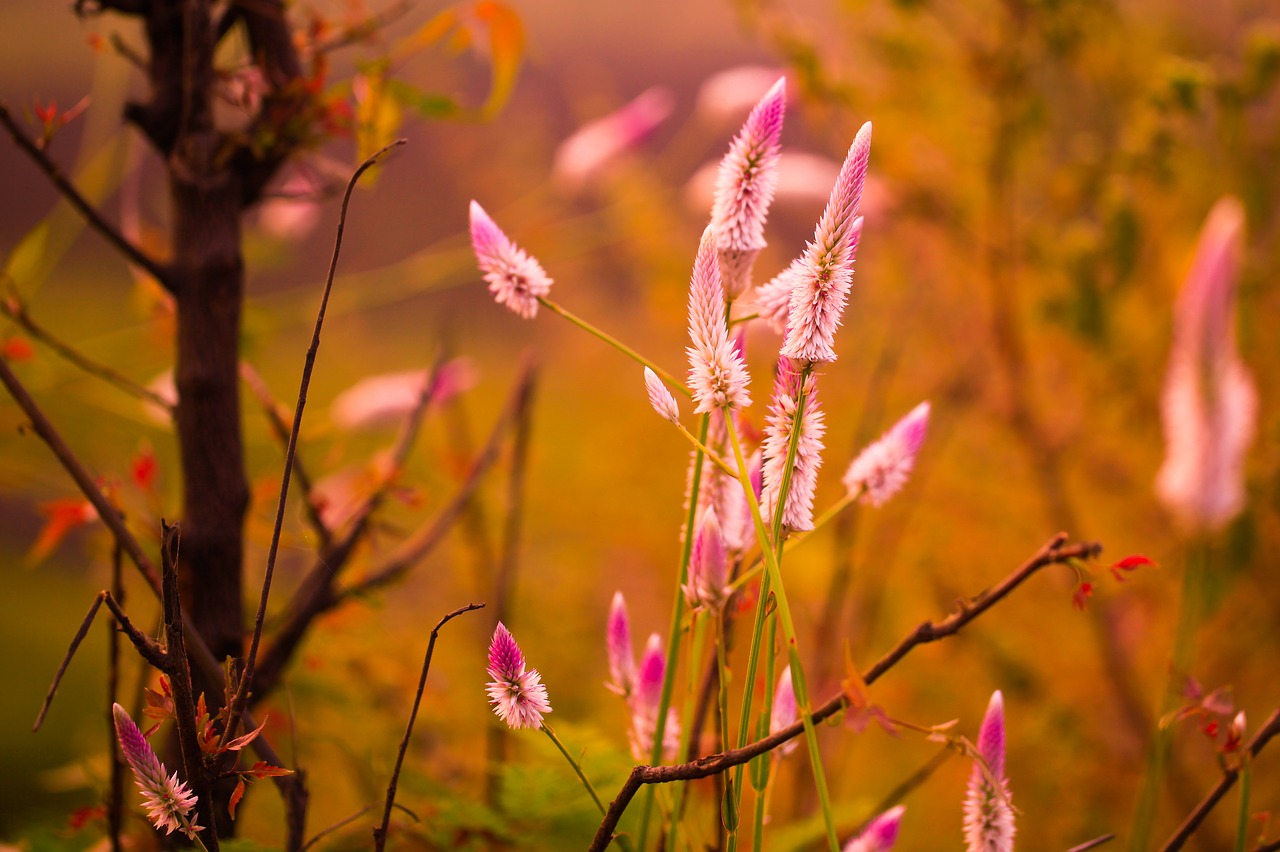 Image - long flower blossom pink plant