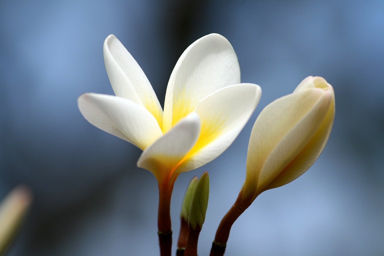 Image - plumeria petal flower nature white