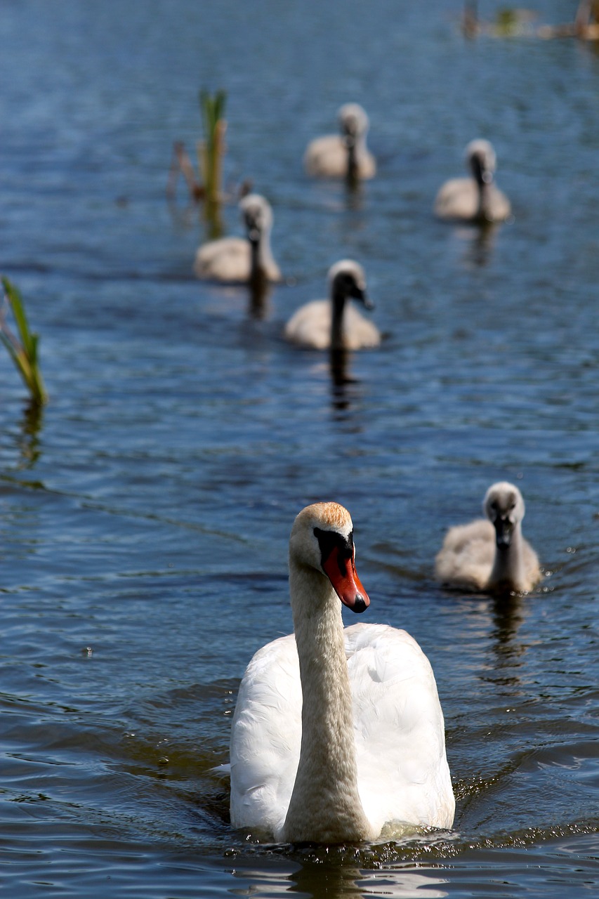 Image - a swan shipun swan cygnus high color
