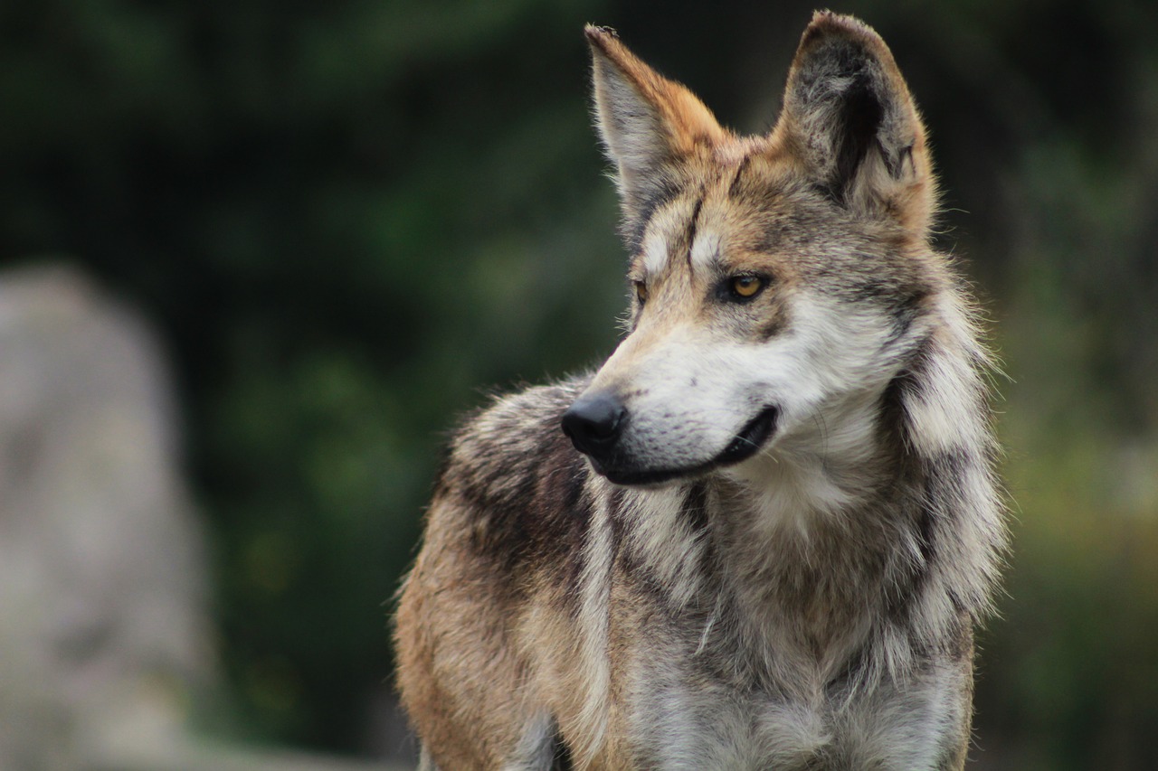 Image - wolf animal dog zoo wild animals