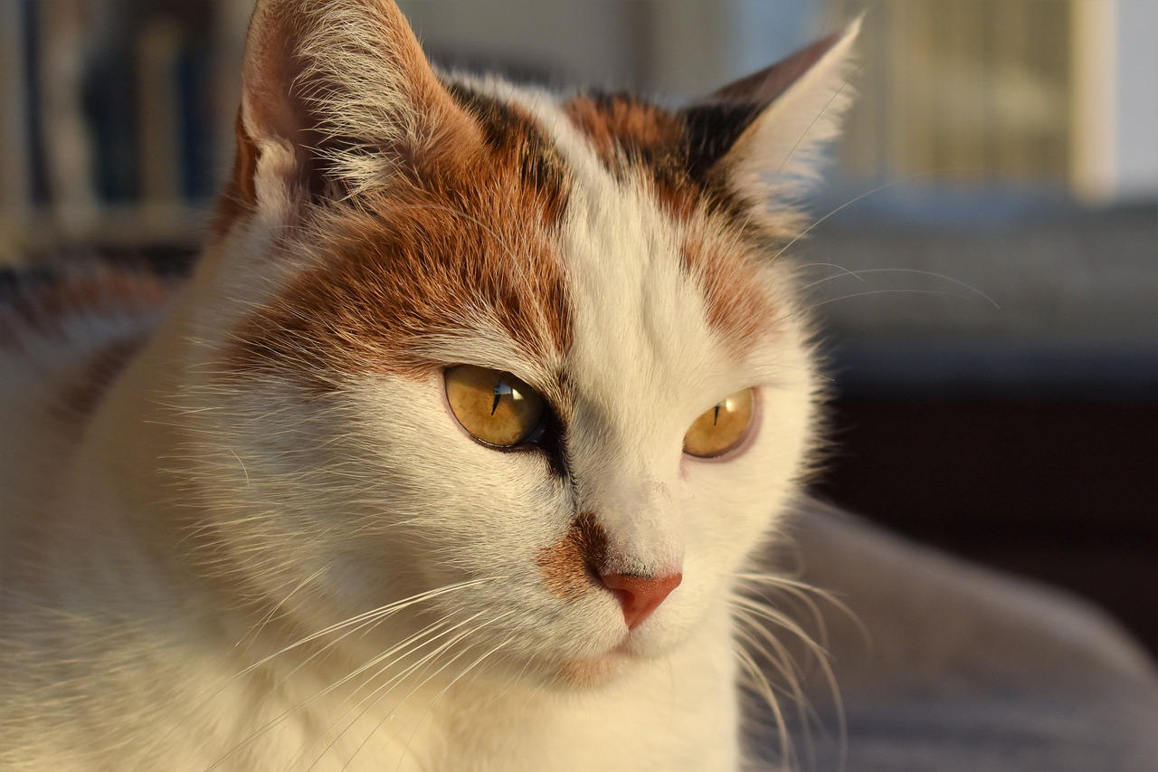 Image - cat white animal creature pet