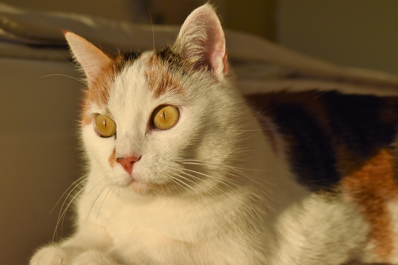 Image - cat white animal creature pet