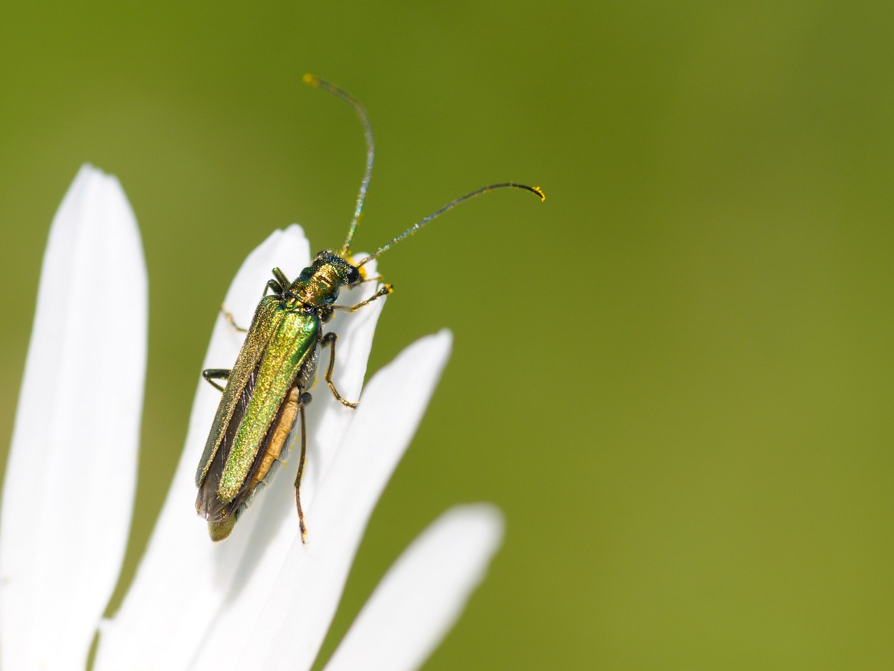 Image - cantharis insect macro